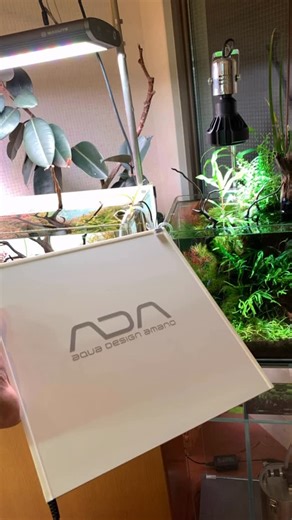 アクアショップワサビ on Instagram: "ADA has released a new product: ☝🏻 ADA Light Screen for 30 cm aquariums. ✨✨ It gives the aquascape a nice sense of contrast and definition.😊👍 ⁡ If you would like to know about ADA products ,please contact us via DM on Instagram ✉️ ⁡ 【Aquascaping Techniques YouTube 】 My YouTube page is dubbed in English and shows all the techniques and know-how in aquascaping. You can jump to it with a link from my Instagram profile page here. ⁡ 【For customers 】 If you would like to