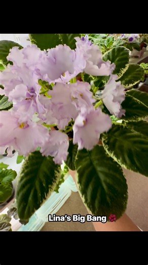 Olga Prokopenko on Reels