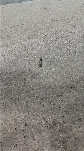 🐸 Phuket Frog vs Traffic — A Night Road Crossing in Thailand