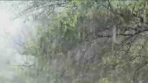 Sid the Science Kid - I Am the Wind Video | PBS KIDS