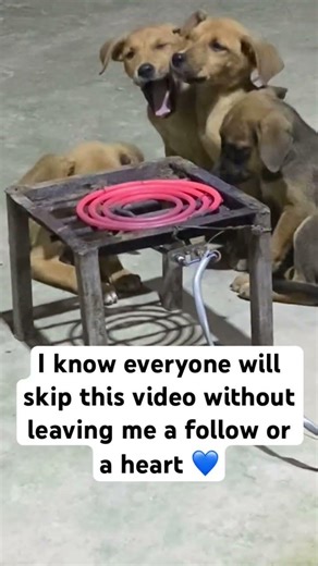 1 subscriber equals lifetime for rescued pups, contact via WhatsApp link 🔗 in bio.