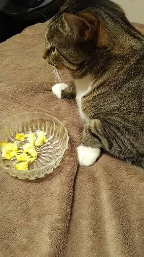 Can you feed your cat scrambled eggs? Will your cat eat them?