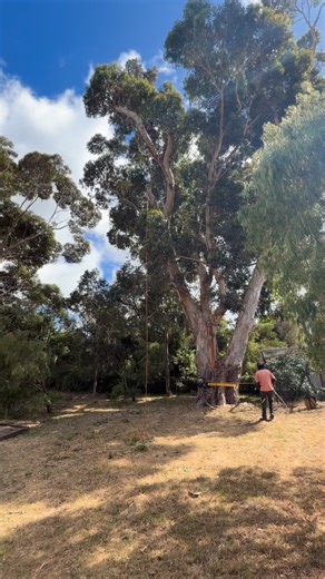 Rigging down branches 🤙❤️🌳 #albanywa #arcadiatrees #treepruning #treeremoval #arborist | Arcadia Tree Care Albany WA