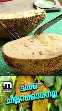 ചക്കയിൽ ​ഗവേഷണം നടത്തി ഒരുകൂട്ടം ഡോക്ടർമാർ; കൊളസ്ട്രോളും പ്രമേഹവും കുറയ്‍ക്കുമെന്ന് കണ്ടെത്തൽ
