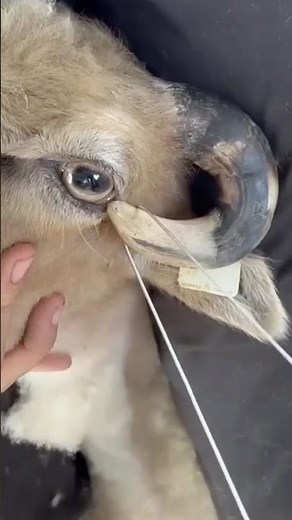 Зачем животным подстригают рога?