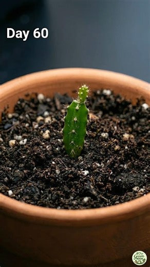 Growing Dragon Fruit - Time Lapse