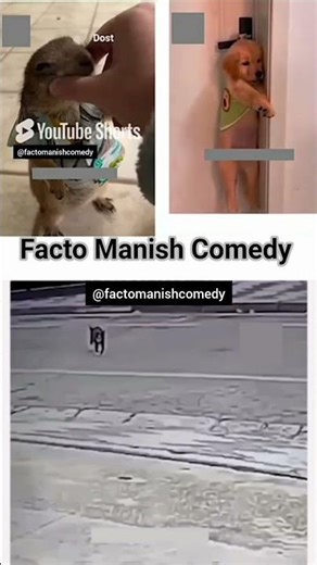 cute animals funny video trending shorts🥰 #funnycomedyshort#cuteanimalsfunnyvideos#funnycomedys