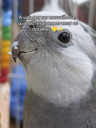 The Beauty of True Love Nature: A Cockatiel's Song