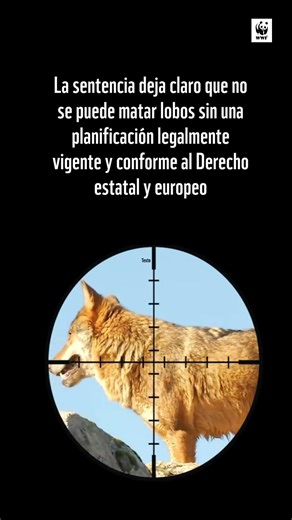 La Justicia avala a WWF y anula el plan de MATANZAS de lobo en Asturias por ilegal