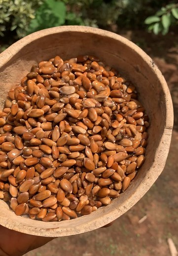 Ukwa: The Respected 'King's Food' of Igbo Land