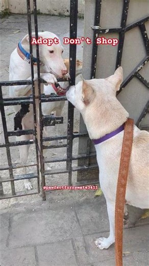 2 Beautiful Indies..... pure love #youtubeshorts #shorts