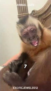 Do you want a Capuchin Monkey as your next pet 🐒