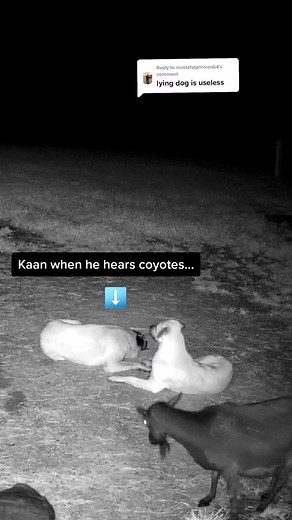 Coyote vs. Husky: Beast Digging the Dog Encounter Explained