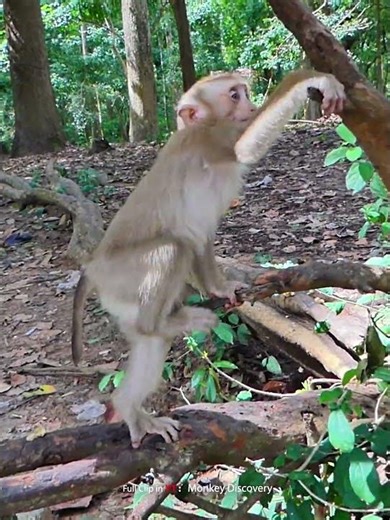 Abandoned Tinky Dancing show !