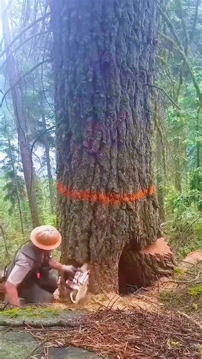 A Day in the Life of an American Logger 🌲💪 #satisfying #oddlysatisfying #usa🇺🇸#ForUSViewers #UScontent