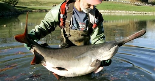 Behind the decline of the American paddlefish