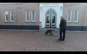 In this video you see Suzie. Suzie is 7 months old and we did train her for all kind of things. In this session we do some hard surface tracking with her. Dick is wearing a microphone and tells what happens during the track. This is an example of our live training videos. In our Online Training School we have 100 of videos like those. https://community.dogtrainingdickstaal.com | Dog Training Dick Staal