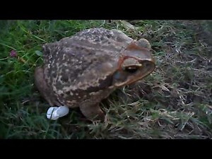 SAPO CURURU gigante real