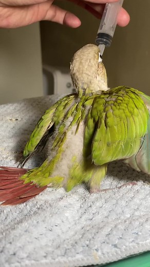 Green Cheek Conure: A Hobbyist's Guide to Aviary Birds