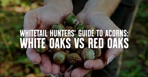 Scouting Oak Tree Acorns | Whitetail Hunting | onX Hunt