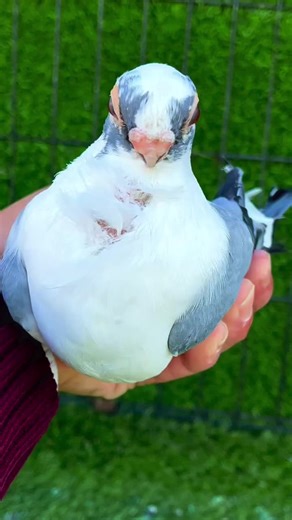 ‏#pigeonstv