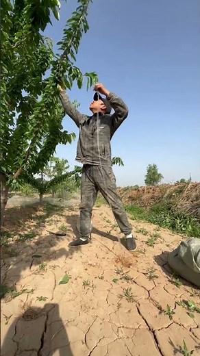Cherry tree branches bending process for maximum growth and yield #satisfying#pruning#farming#shorts