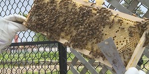 Urban beekeeping hopes to make impact through extra money, education