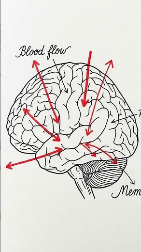 10-Min Walk That Improves Memory