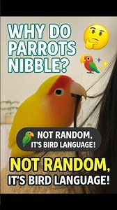 Parrot Bite Meanings 🐦 Decode 4 Secret Signals | #shorts #lovebirds