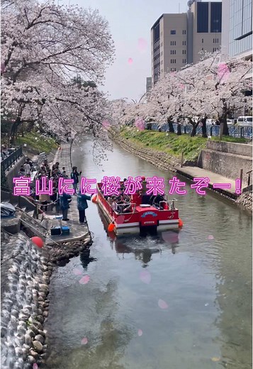 松川で見る美しい桜の景色🌸