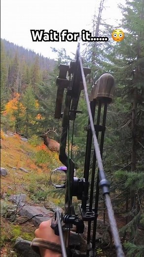 Archery Elk #hunting #outdoors #bowhunting