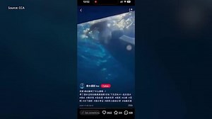 Beluga whale 'attacks' diver inside aquarium