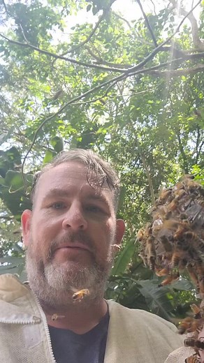 #thetipsybeekeeper #bee #swarm #queenbee #thequeen #queen #savethebees #dad #wine #mead #flower #honey #beetok #awsome #beard #beestuff #beekeeper