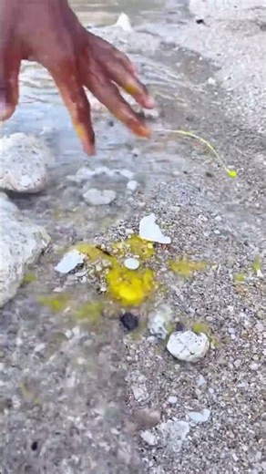 Amazing Egg Fishing Technique! 😱 You Won’t Believe What Happens Next!
