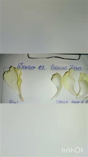Dissection of hibiscus 🌺 flower