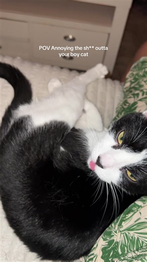 Annoying Your Boy Cat: A Funny POV Experience