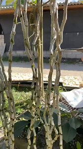 179K views · 1.3K reactions | How to propagate Dendrobium orchids in winter Today, I will teach all flower lovers some tips on planting Dendrobium orchids, Dendrobium planting, flowers and green plants | Donna Martinez | Facebook
