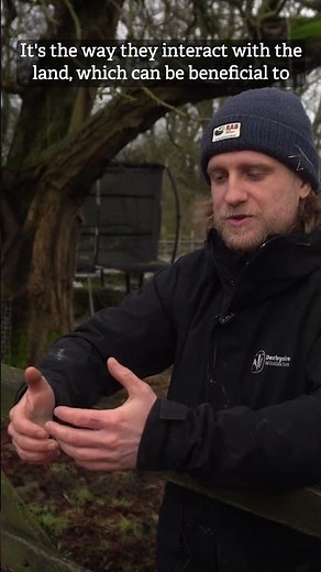 Exmoor Ponies - Rewilding Superstars #ponies #rewilding #nature