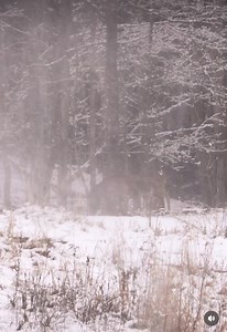 This cold snap had our deer herd praying for spring!🥶 Weather is supposed to warm up this week thou, who’s going to take advantage and look for some sheds?!🙋🏻‍♂️👊🏻 #deer #winter #shedhunting #shedseason #thebeardedbuck #huntingisgood | The Bearded Buck