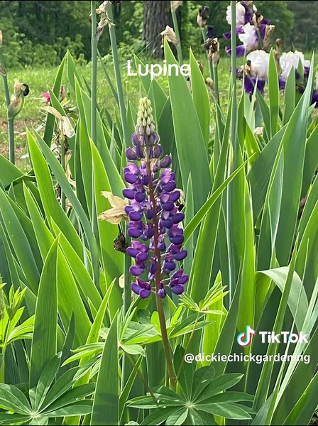 Sharing my list of favorite flower seeds to direct sow in the fall that benefit from natural cold stratification for blooms the following spring: Coneflowers/Echinacea Black-Eyed Susans/Rudbeckia Poppies Hollyhocks Canterbury Bells Larkspur Delphinium Foxglove Penstemon Columbine Lupine Blackberry Lily Milkweed Bachelor Buttons Coreopsis Stock Orlaya White Finch Lace Flowers #Gardening #Plants #tiktoklearningcampaign