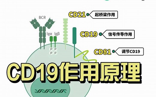 CD19是怎样参与B细胞扩增信号传导的？