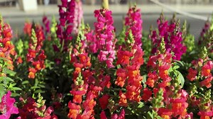 point of view, pov, point of view shot, day, outdoors, denia, alicante province, denia city, denia spain, denia alicante, city, urban, walking, famous, place, landmark, boulevard, pedestrian, walkway, Stock Video