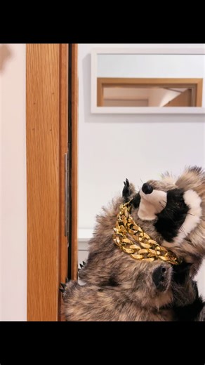 Bien atrevido 🦝🤭 #reggaeton #perreo #calle13 #donperreito #dance