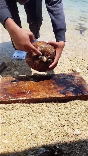 Giant Coconut Crab Found Inside a Coconut! 🦀🥥 | Amazing Sea Catch