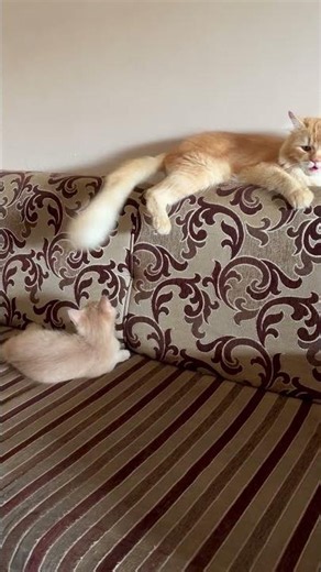 Kiwi trying to catch piku’s tail | funny cat moments