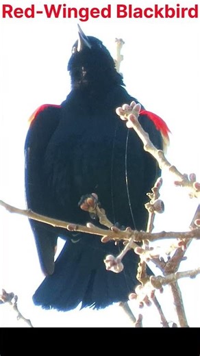 3 Common Backyard Bird Songs! #wildlife #birdsong