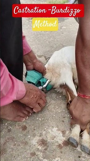 Castration - Burdizzo method#shorts