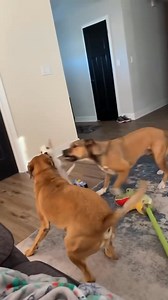 The little Jack Russell pup in this video is in search of forever home. He is about 6-months. Please share. | Heartland Rescue Ranch