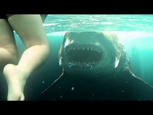The Meg - Beach Attack (hd) | Megalodon Shark Attack Dog The Meg 2018 MovieClips