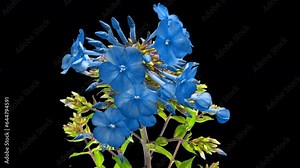 The blue phlox flower blooms and withers in front of the camera. time interval. old age, ecology